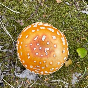 Meet your Posher, Beatrix